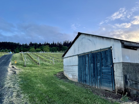 A vineyard stretches alongside a rustic building with blue wooden doors and a corrugated metal roof. The scene includes a paved pathway leading up a gentle hill, flanked by neatly arranged rows of grapevines. In the background, a dense line of trees is silhouetted against a subtly cloudy sky during either sunrise or sunset.