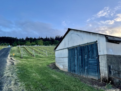 A vineyard stretches alongside a rustic building with blue wooden doors and a corrugated metal roof. The scene includes a paved pathway leading up a gentle hill, flanked by neatly arranged rows of grapevines. In the background, a dense line of trees is silhouetted against a subtly cloudy sky during either sunrise or sunset.