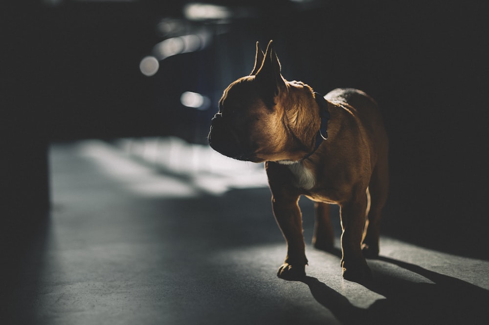 cão pequeno marrom de pelagem curta no chão preto