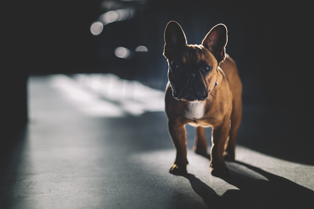 cão de pelagem curta marrom e branco na estrada de concreto cinza durante o dia