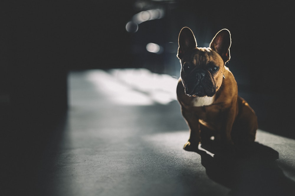 Chien brun et noir à poil court sur un sol enneigé