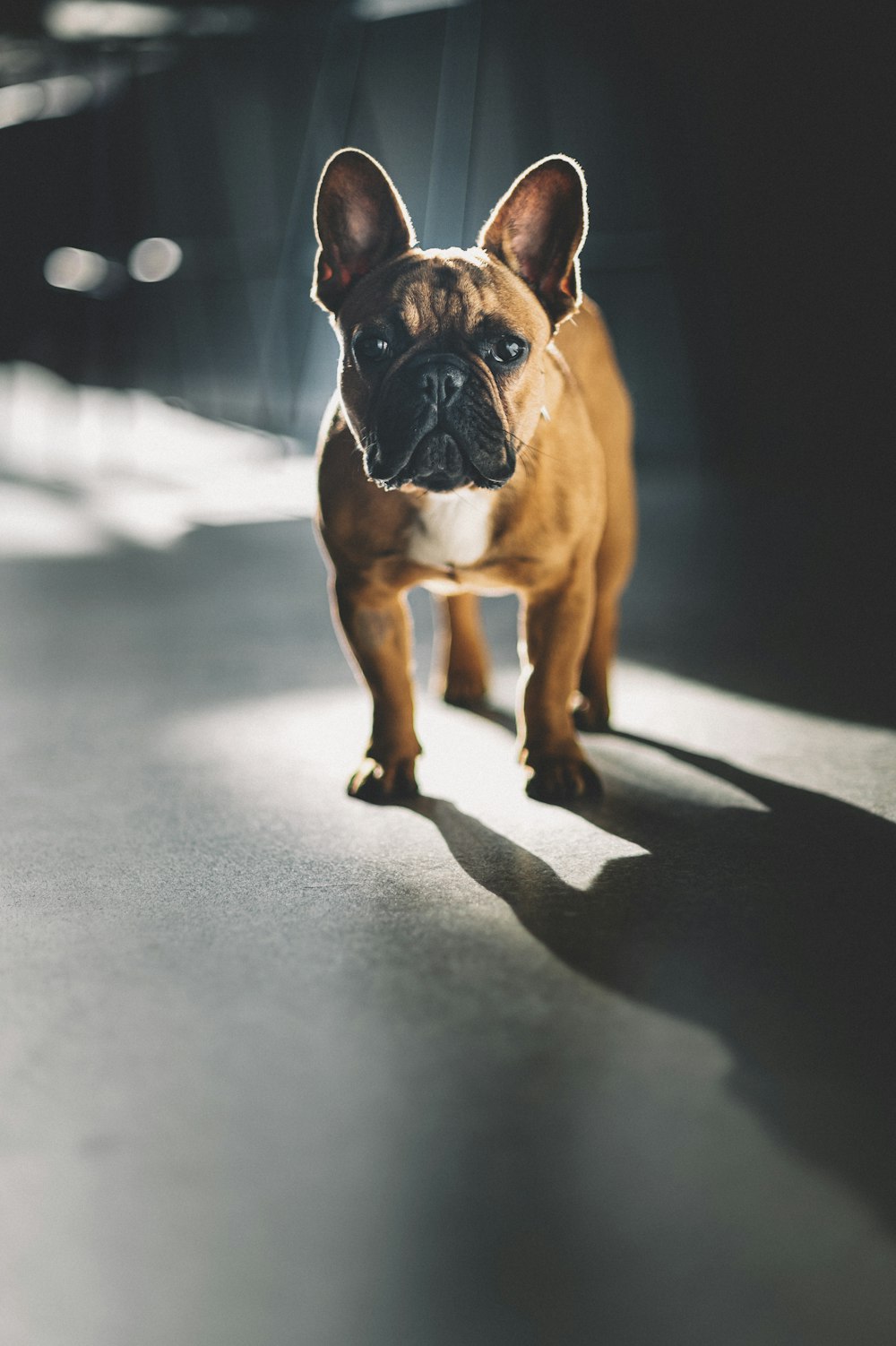 cão de revestimento curto marrom e branco no piso de concreto cinza