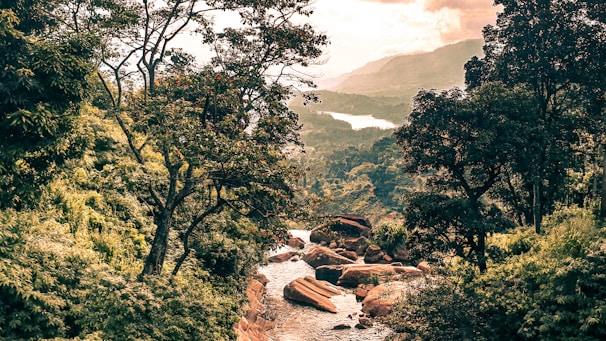green trees near mountain during daytime