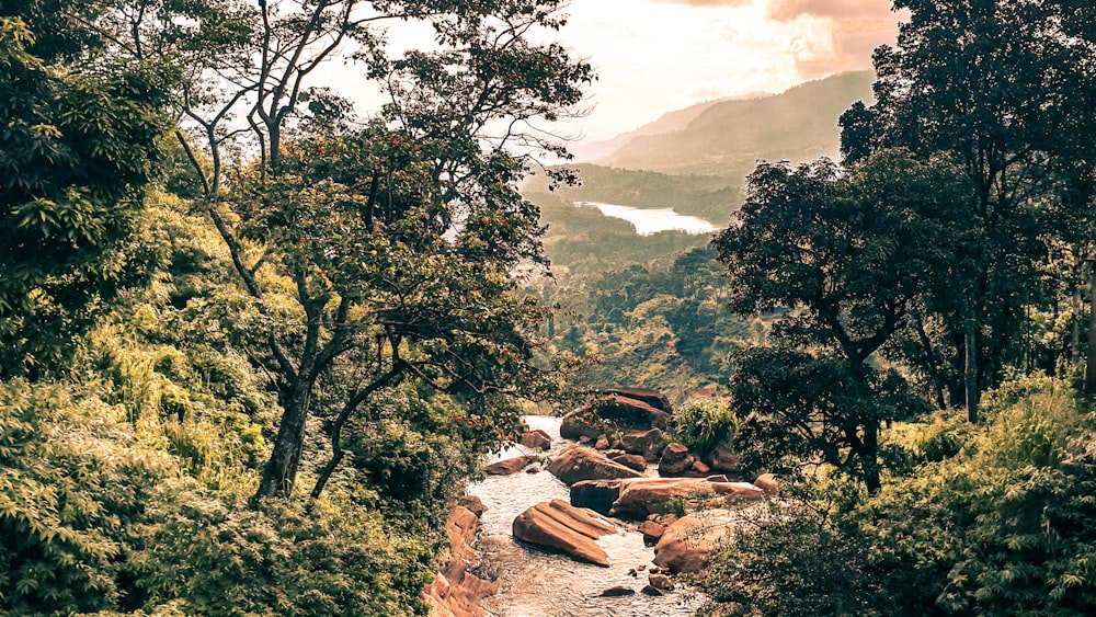 green trees near mountain during daytime