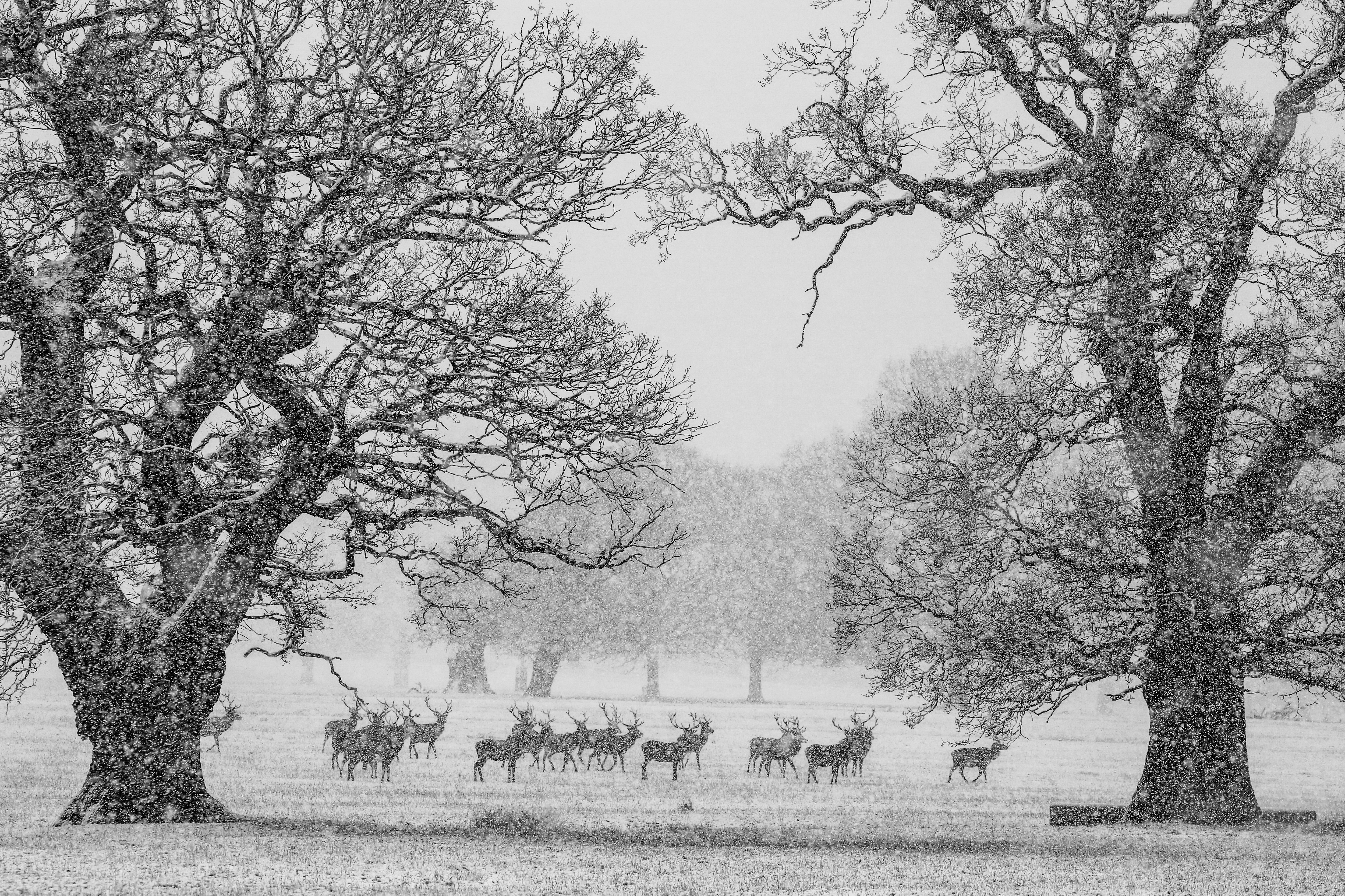 Deer Park