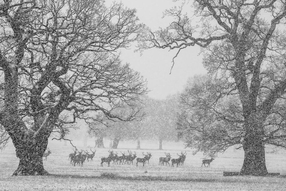 grayscale photo of people walking on grass field