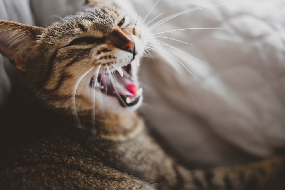 brown tabby cat lying on white textile