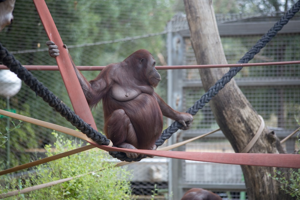 singe brun sur corde brune pendant la journée