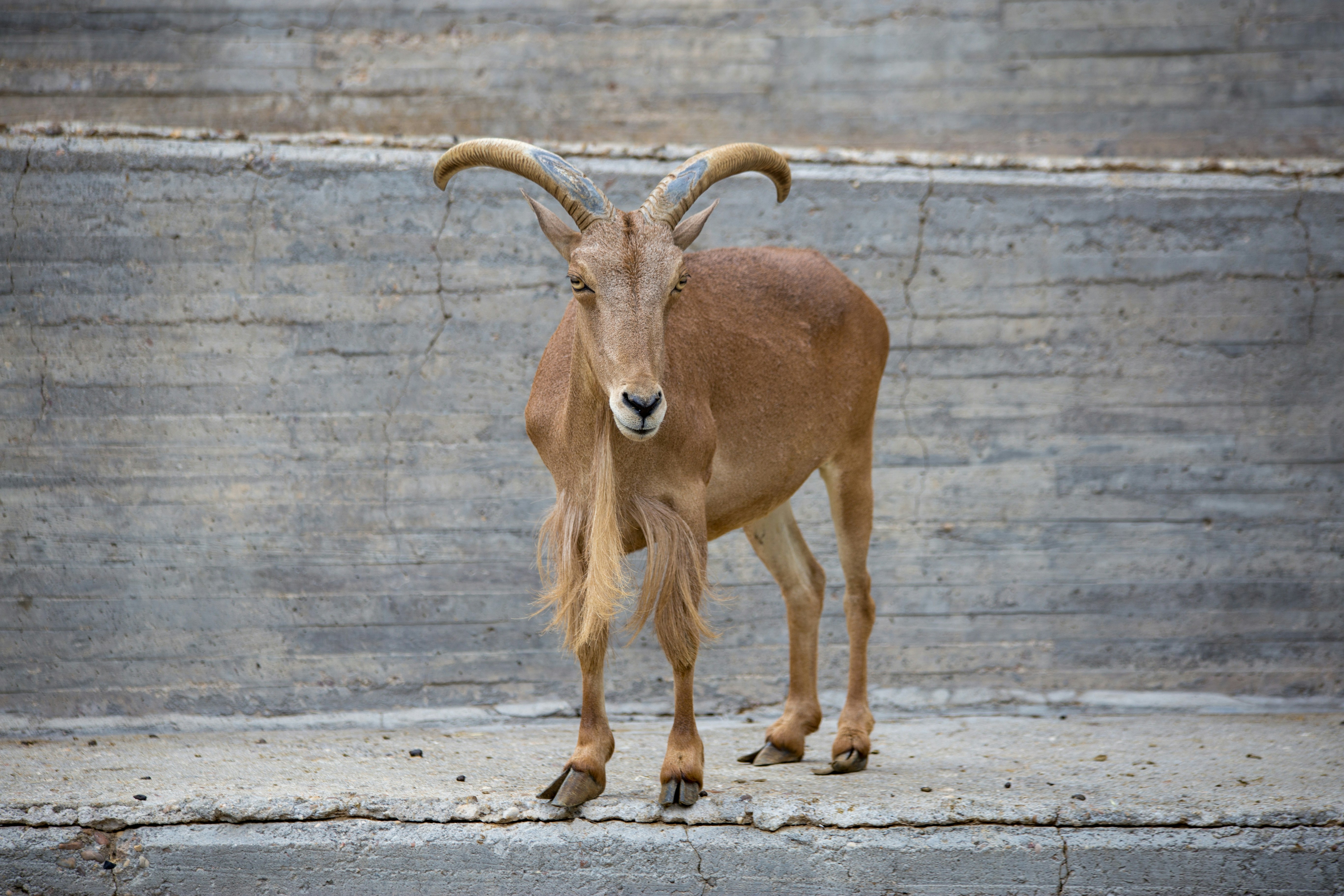 brown ram on gray concrete floor during daytime