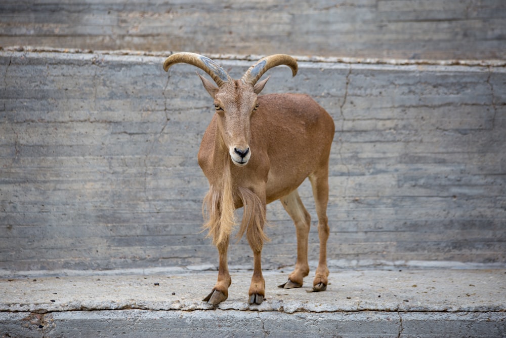 montone marrone su pavimento di cemento grigio durante il giorno