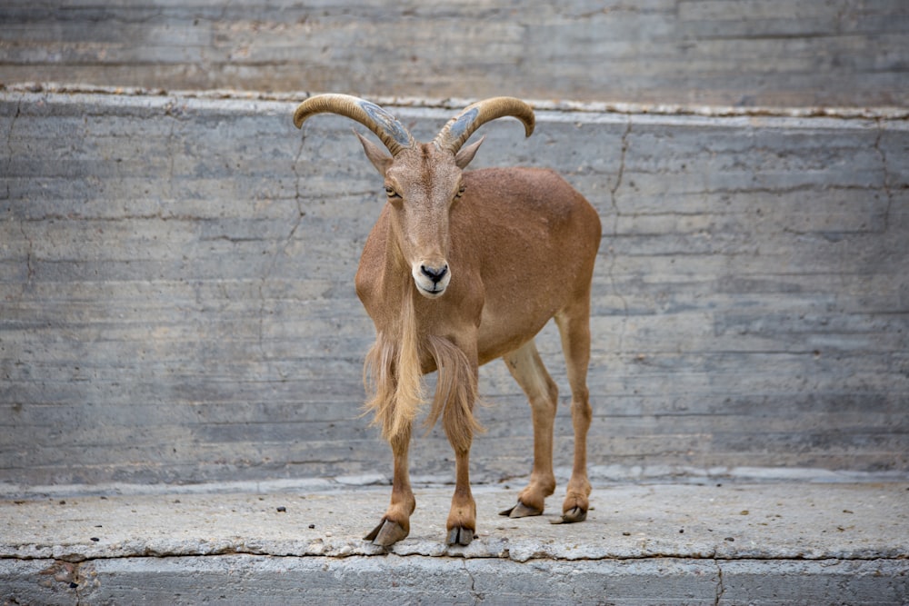 brown ram on gray concrete floor during daytime
