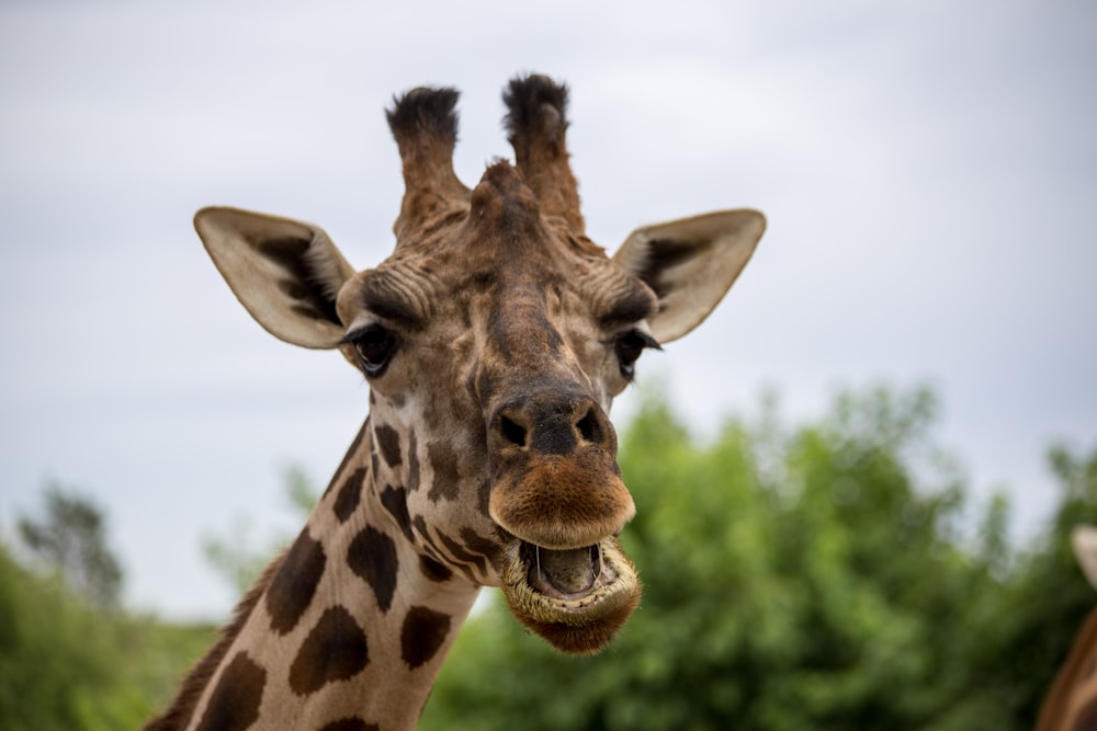 girafa em fotografia de perto durante o dia