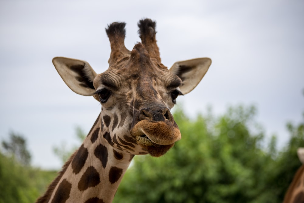 giraffe in close up photography during daytime