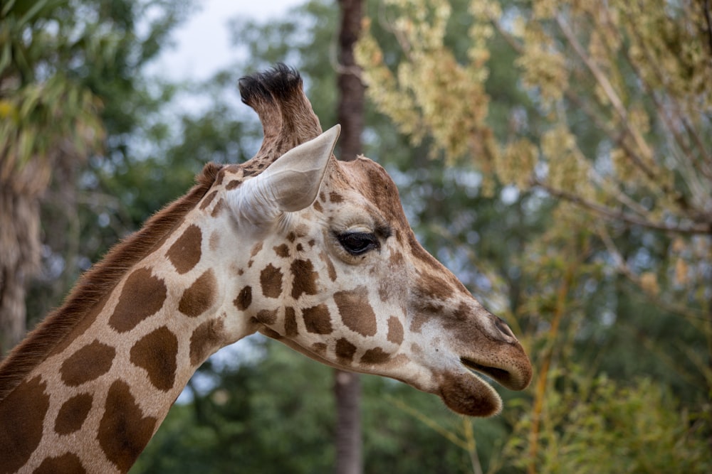 girafa em fotografia de perto durante o dia