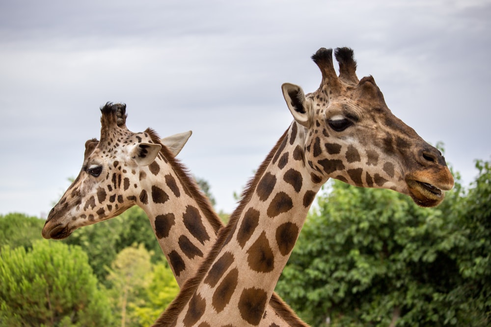 Braune Giraffe, die tagsüber auf grünem Gras steht