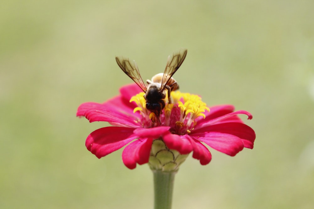 ピンクの花にとまるミツバチの接写