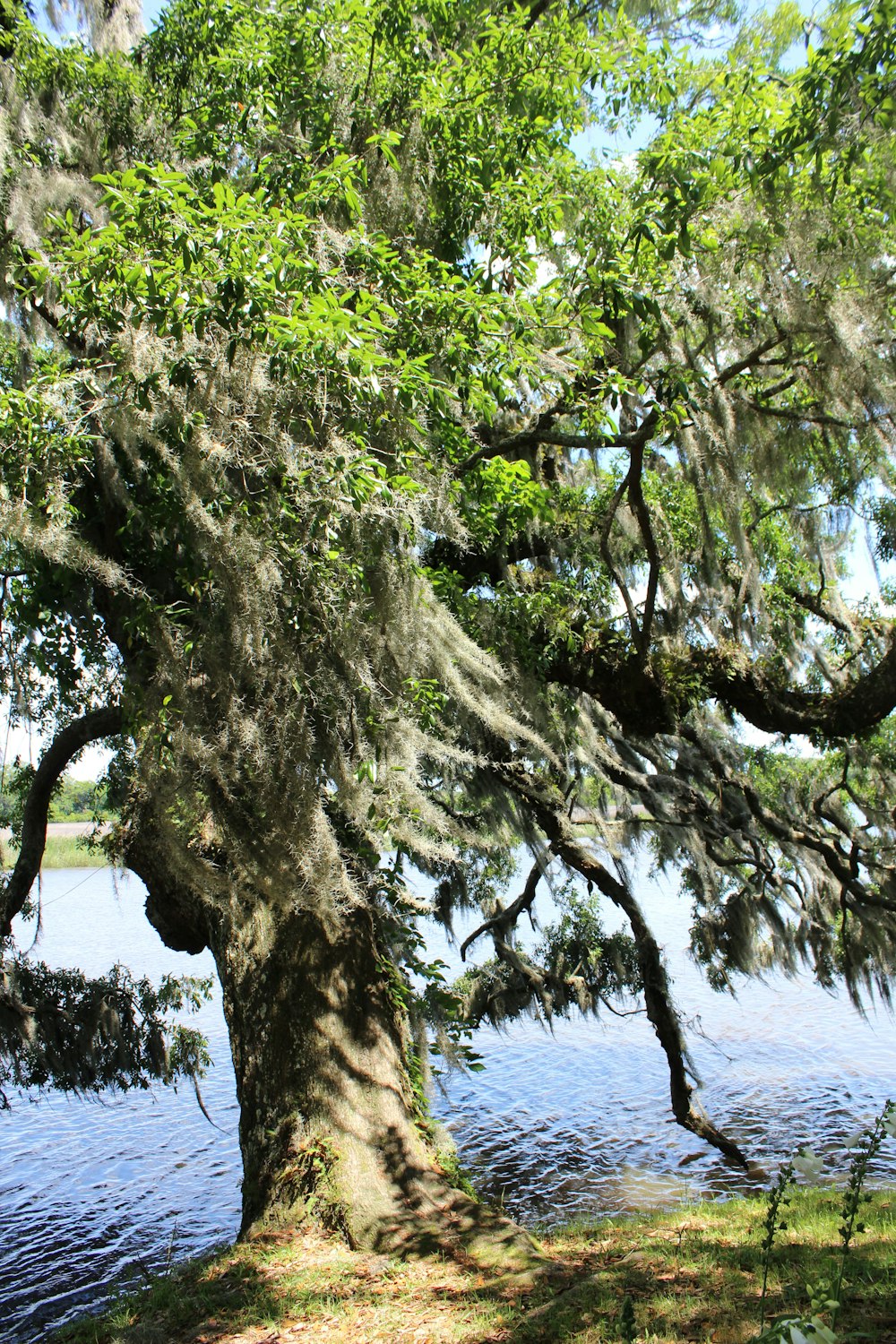 green tree near body of water during daytime