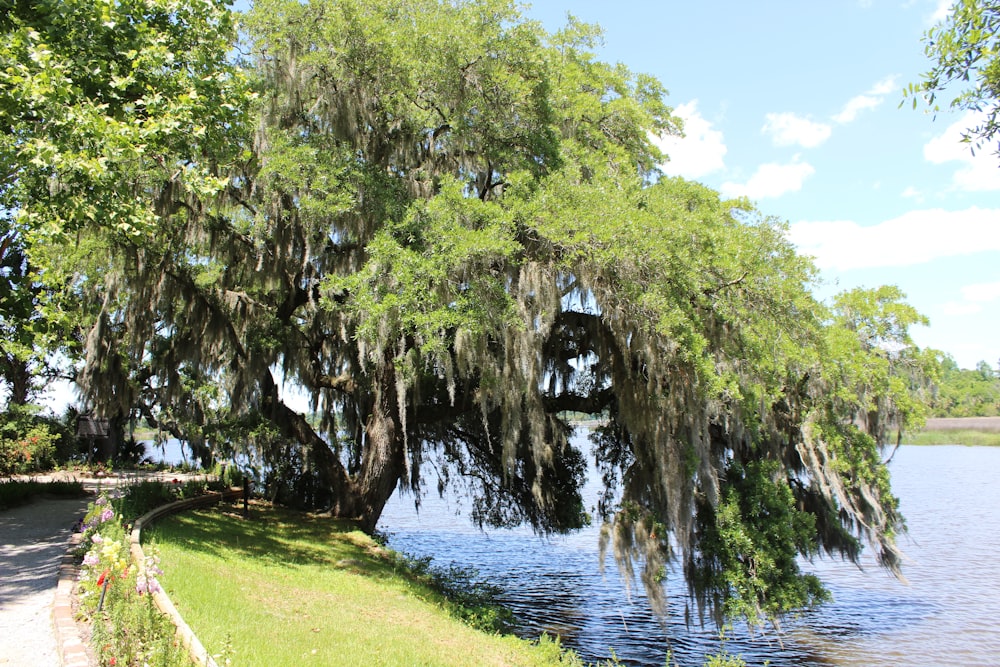 green trees beside river during daytime