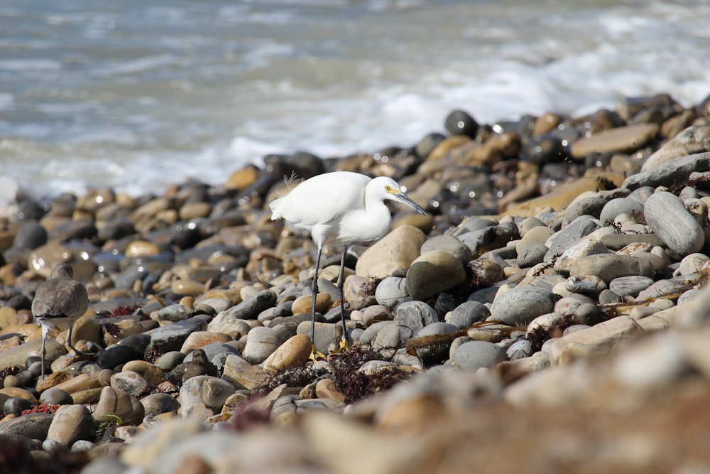 white bird on rocky shore during daytime