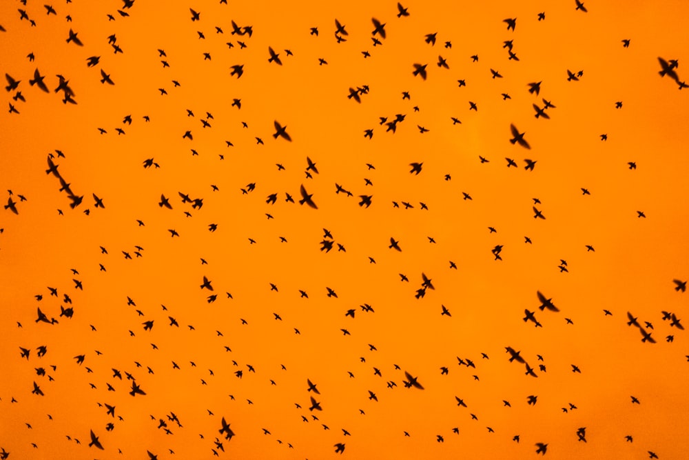 yellow and black birds flying under blue sky during daytime