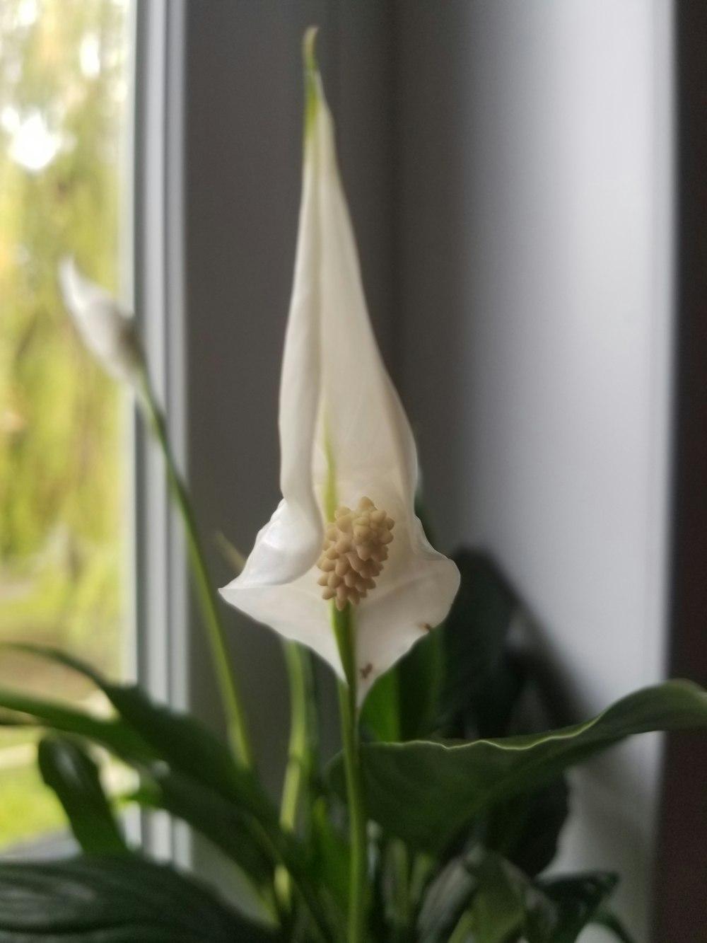 white flower with green leaves