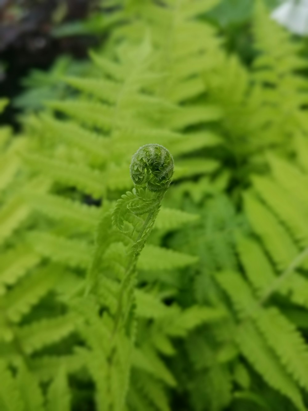 green plant in close up photography