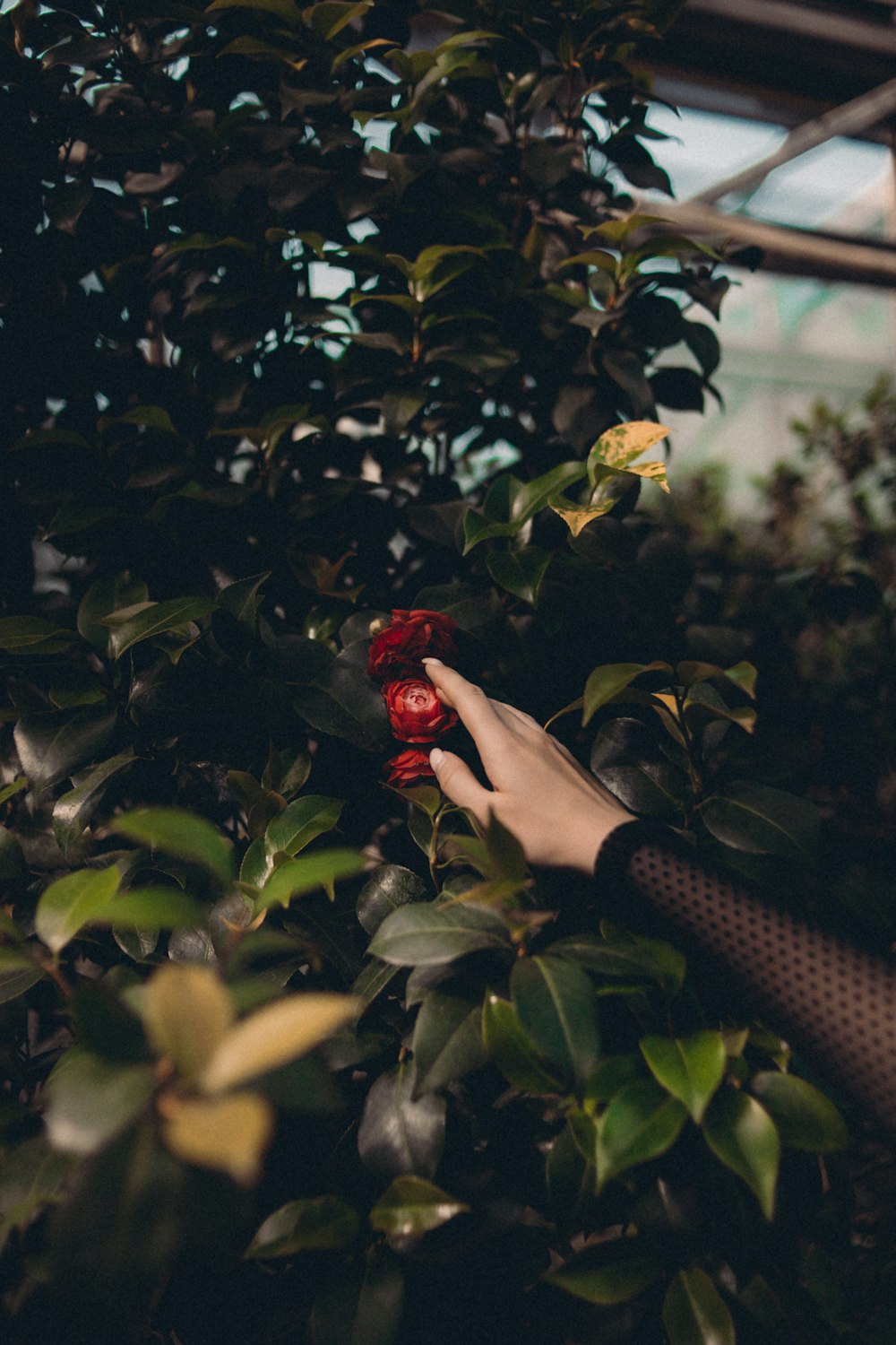 person holding red rose in bloom during daytime