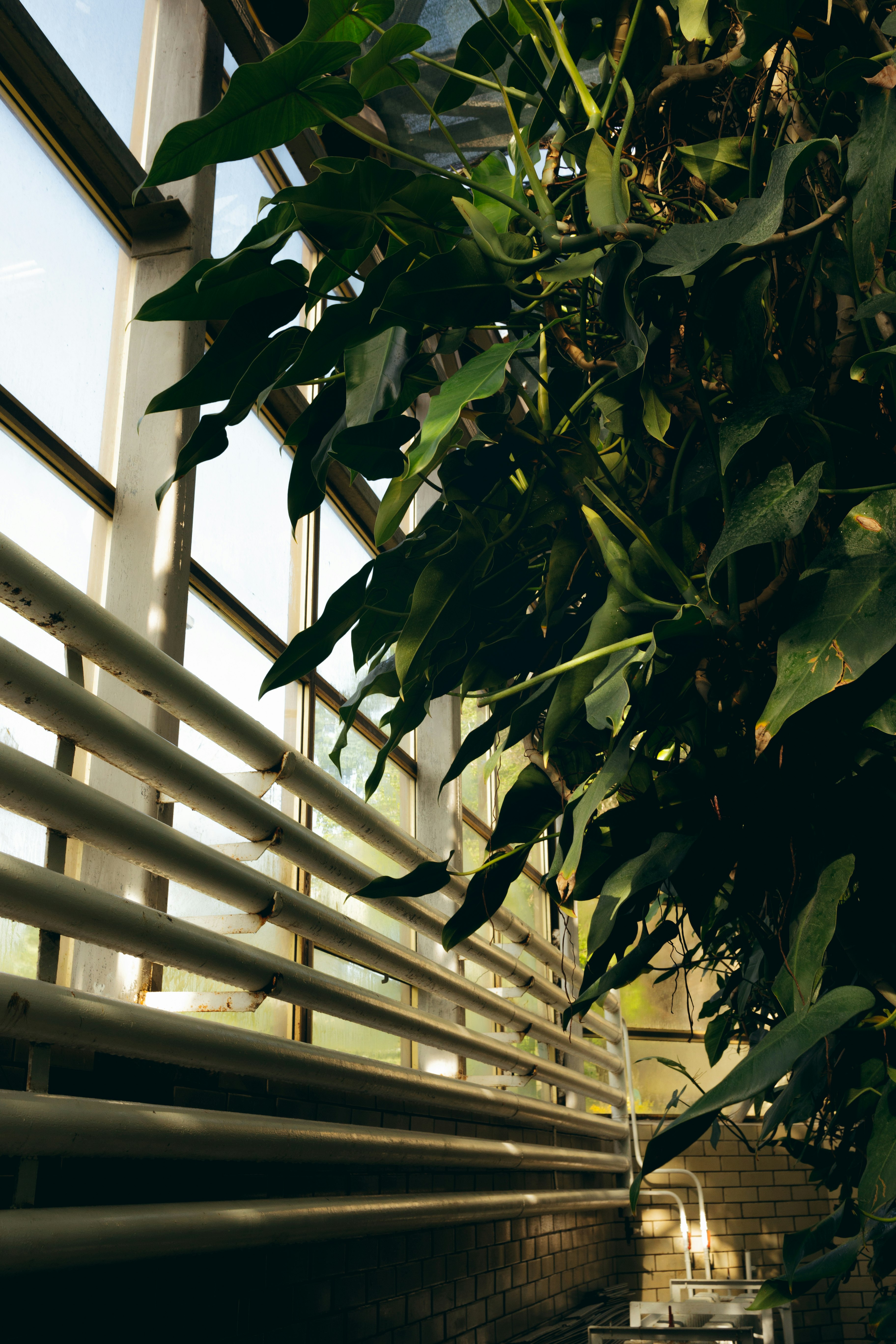 green leaves near white window blinds