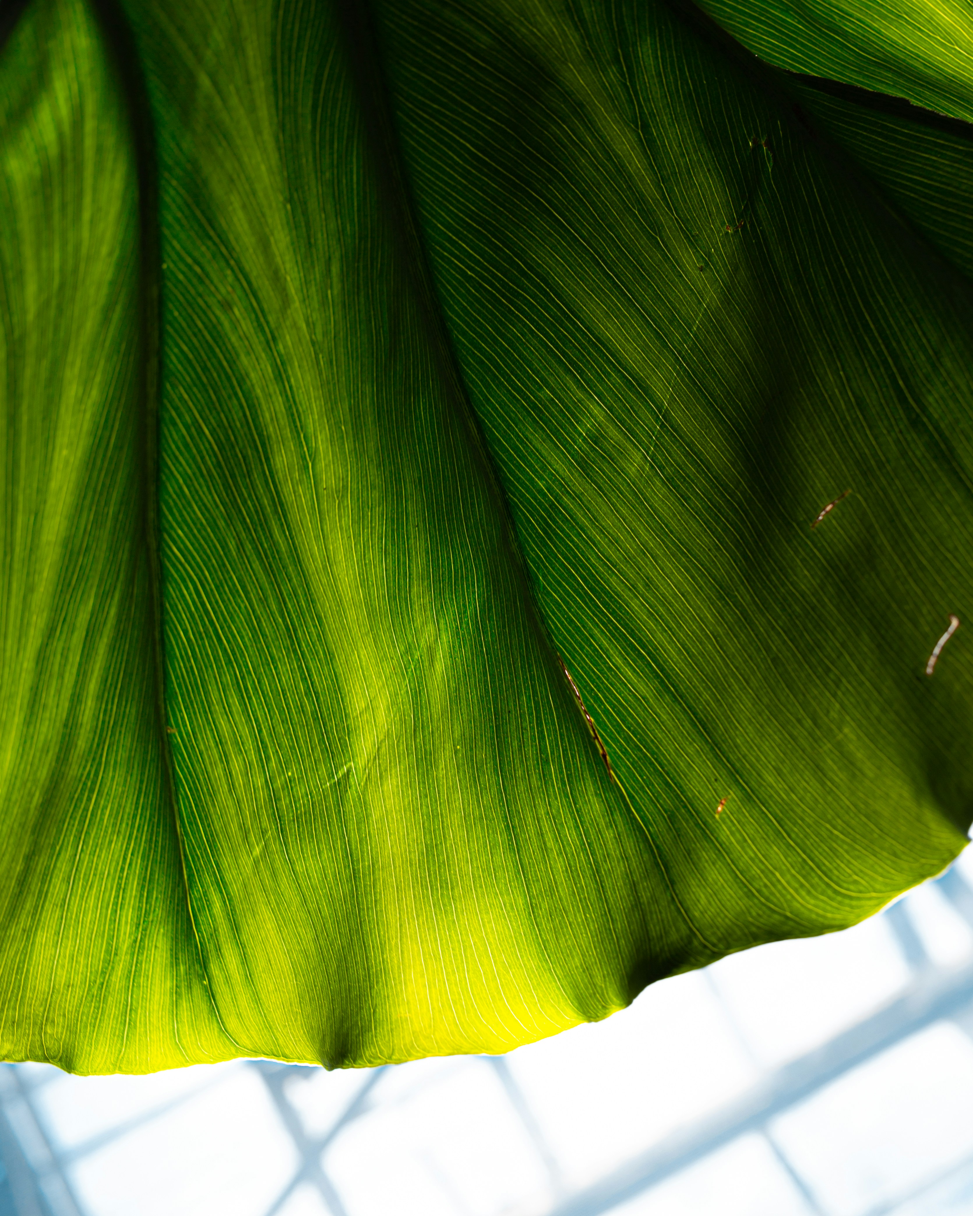 green banana leaf during daytime
