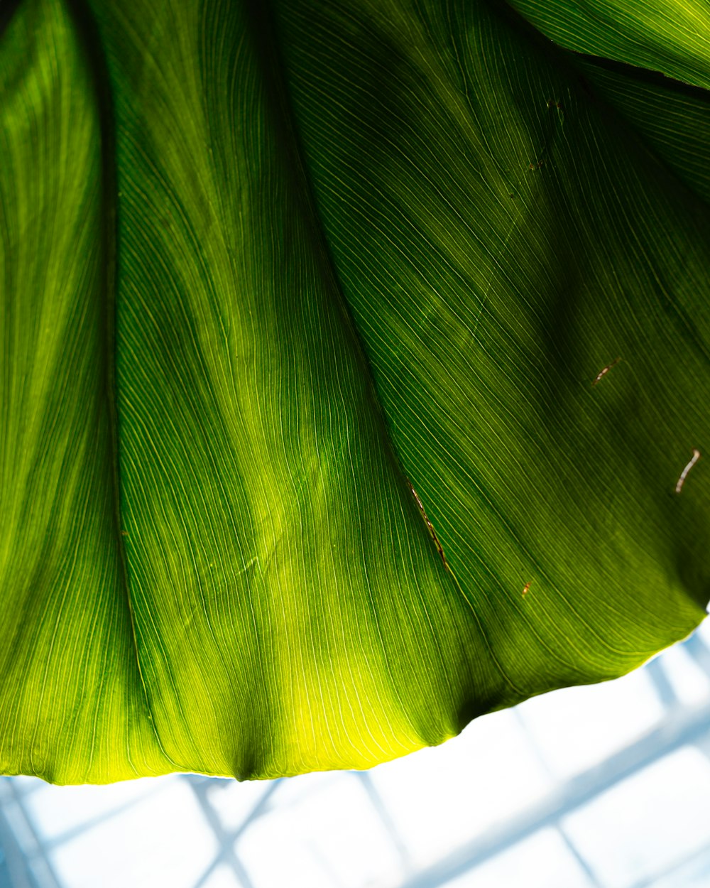 green banana leaf during daytime