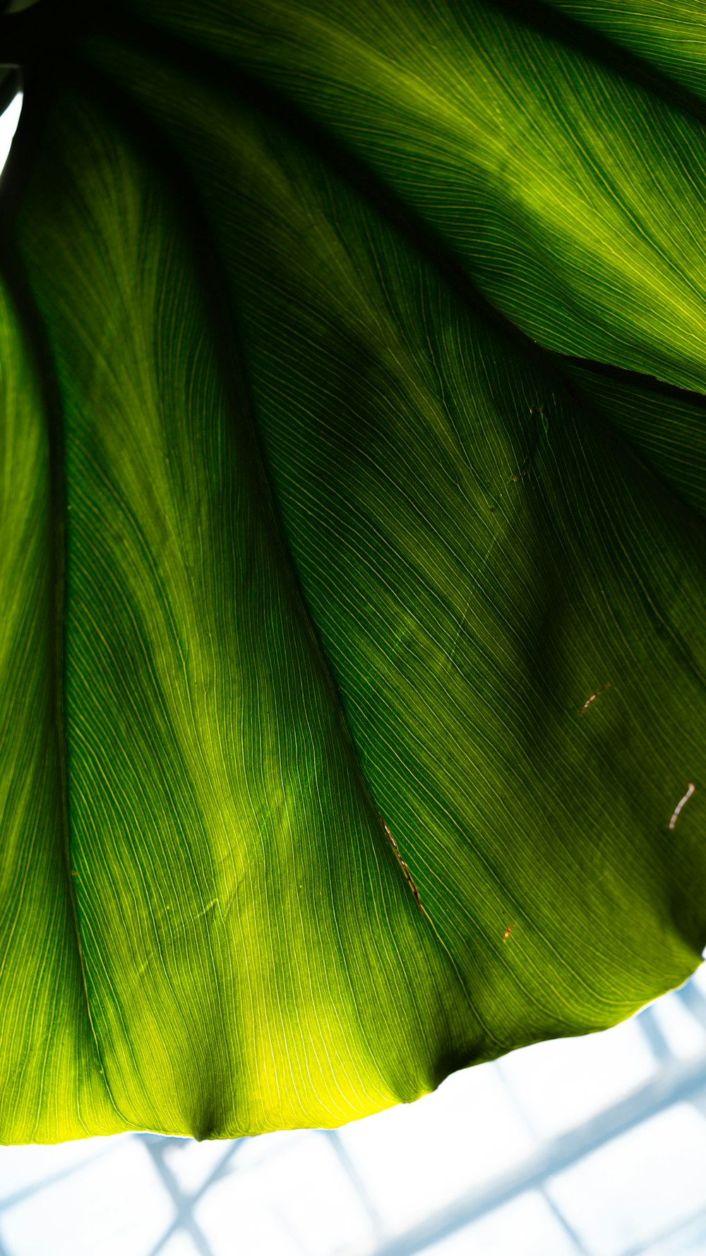 water droplets on green leaf