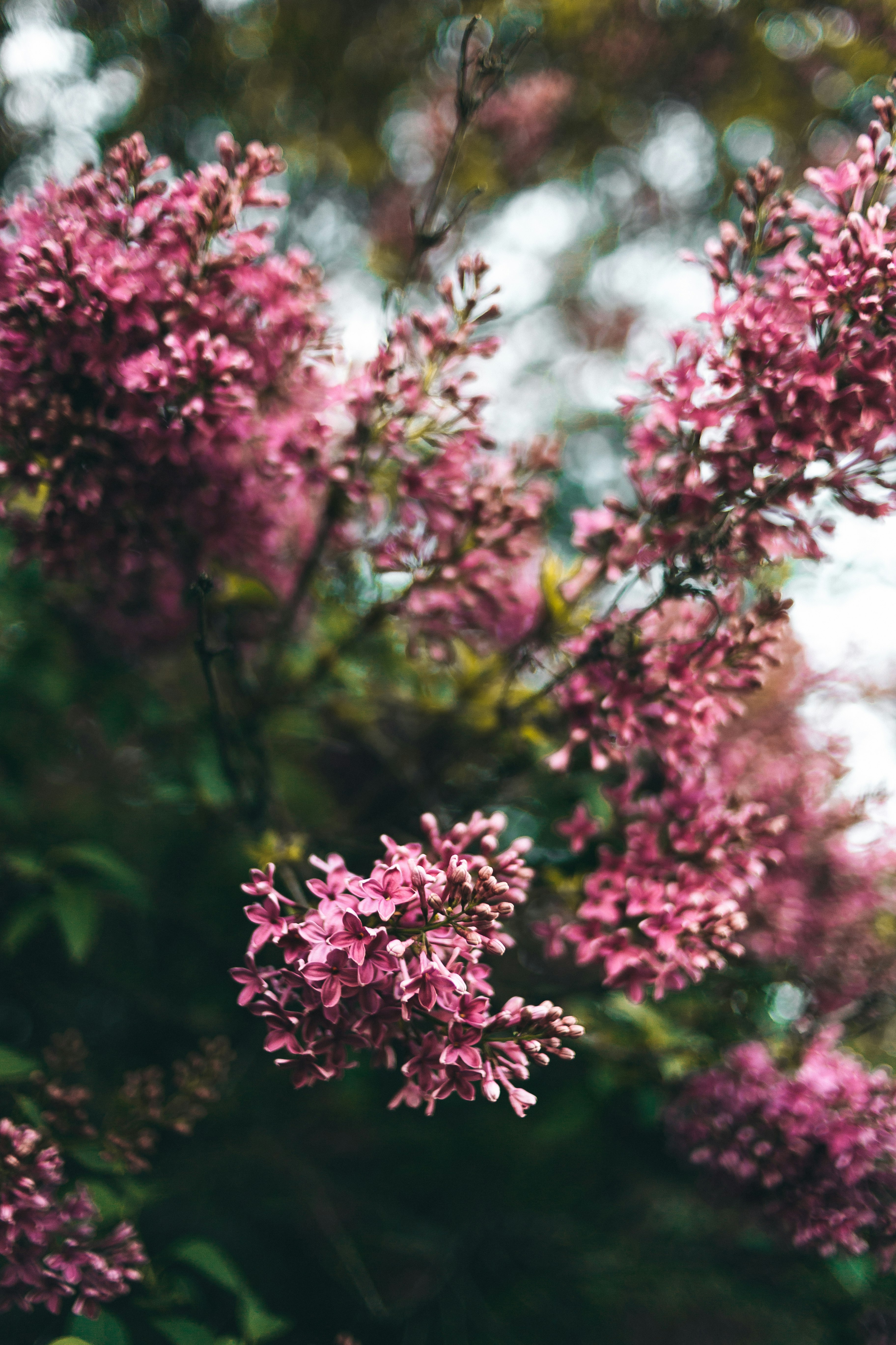 pink flowers in tilt shift lens