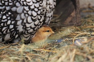 A small chick is nestled under the protective wing of a larger bird, likely a hen, with intricately patterned feathers in black and white. The scene is set on a bed of straw, providing a cozy, natural environment.