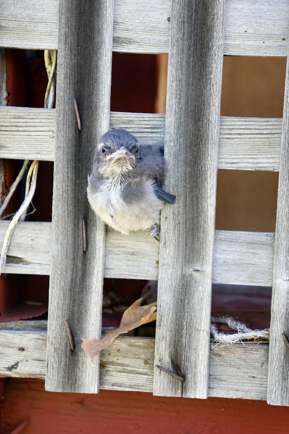 blue and white bird on wooden fence