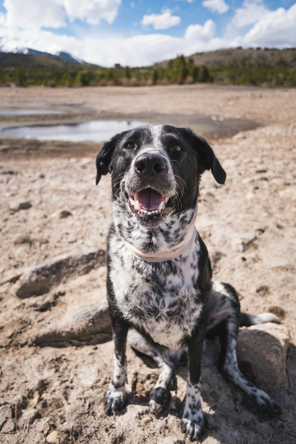 black and white short coated dog on brown sand during daytime