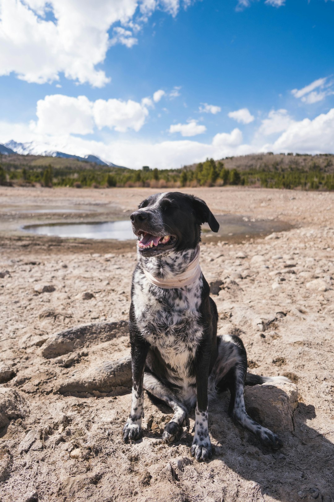 black and white short coated dog sitting on brown sand during daytime