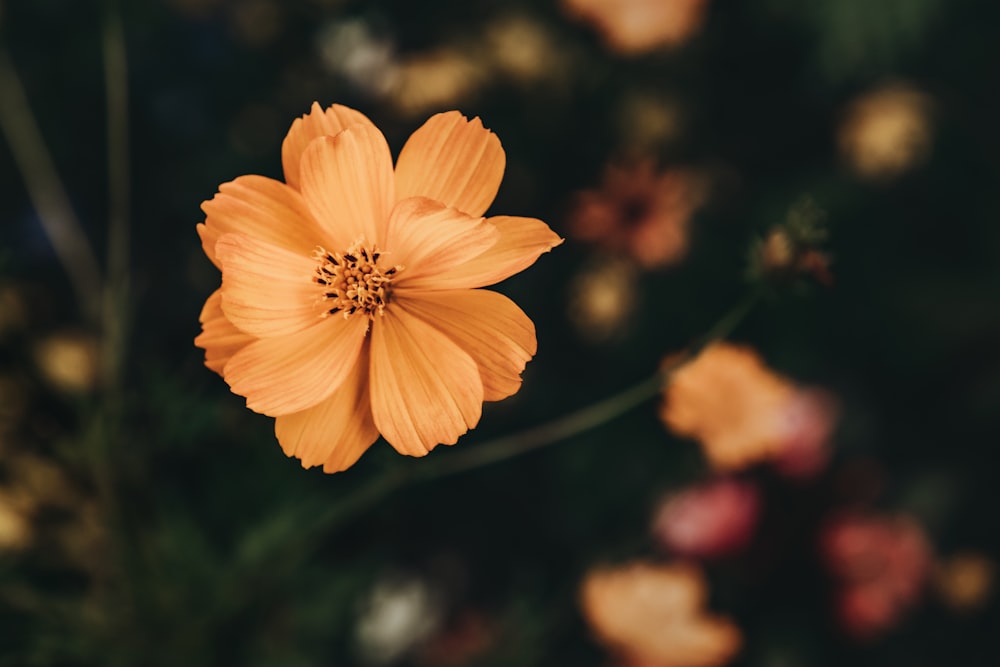 yellow flower in tilt shift lens