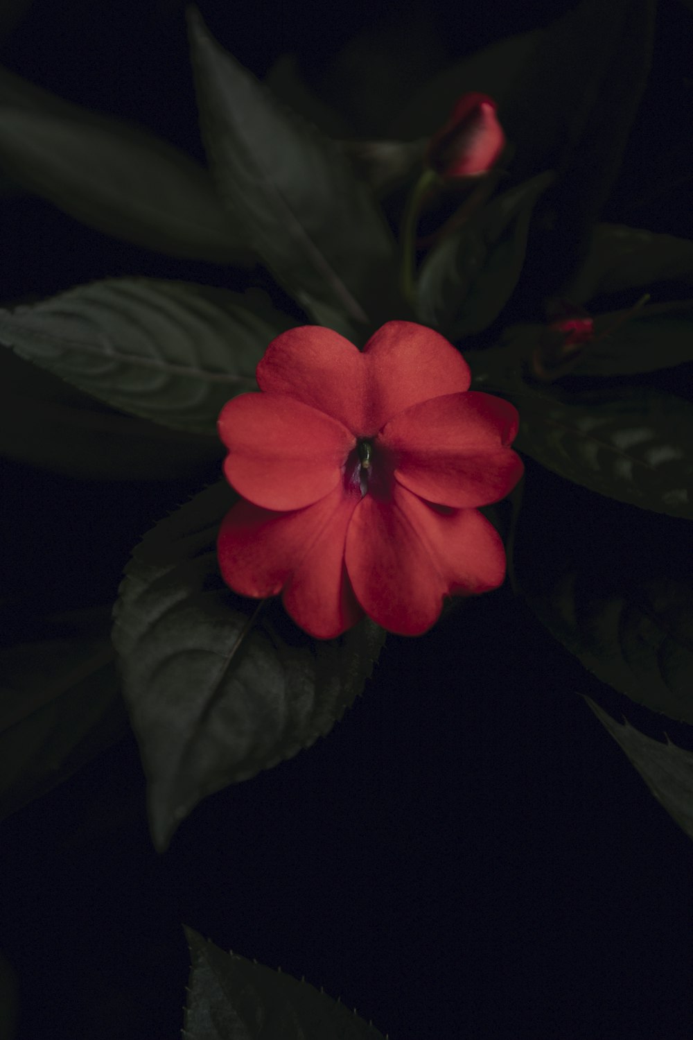 red 5 petal flower in black background