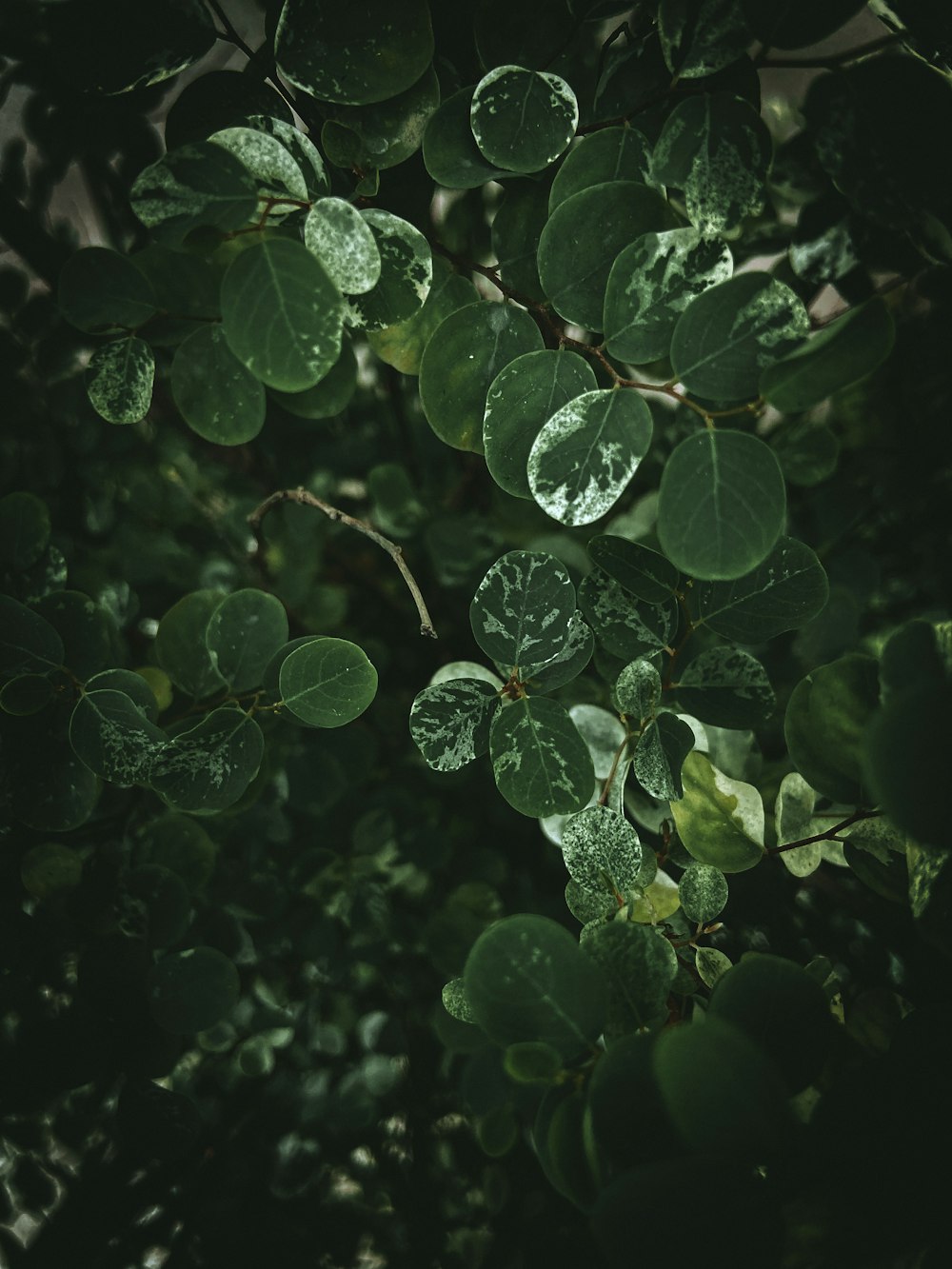 foglie verdi con goccioline d'acqua