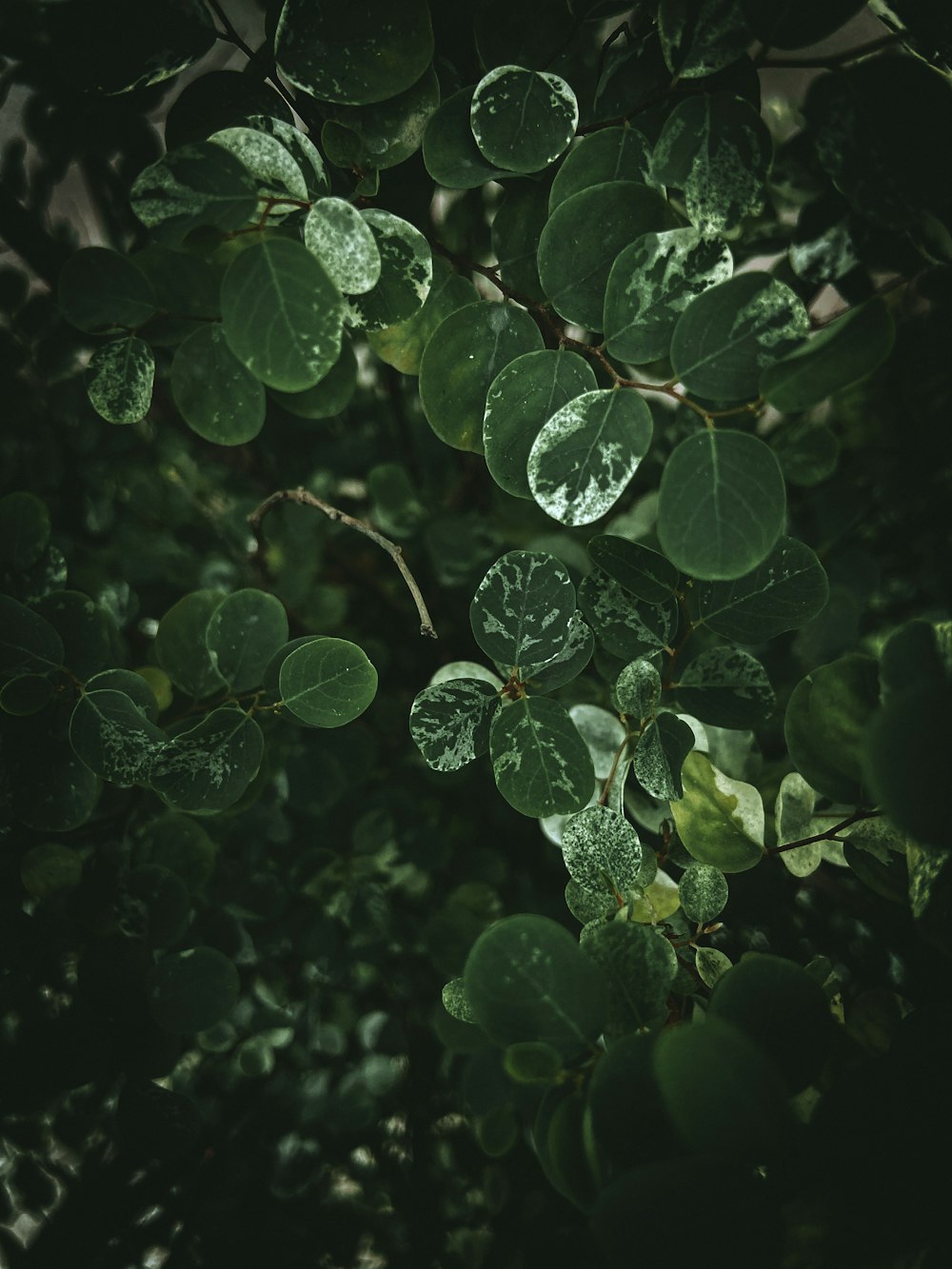 hojas verdes con gotas de agua