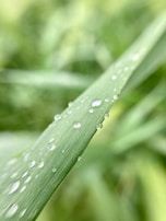 Close-up of a cannabis leaf with dew drops, symbolizing freshness and quality.