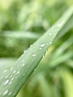 Close-up of a cannabis leaf with dew drops, symbolizing freshness and quality.