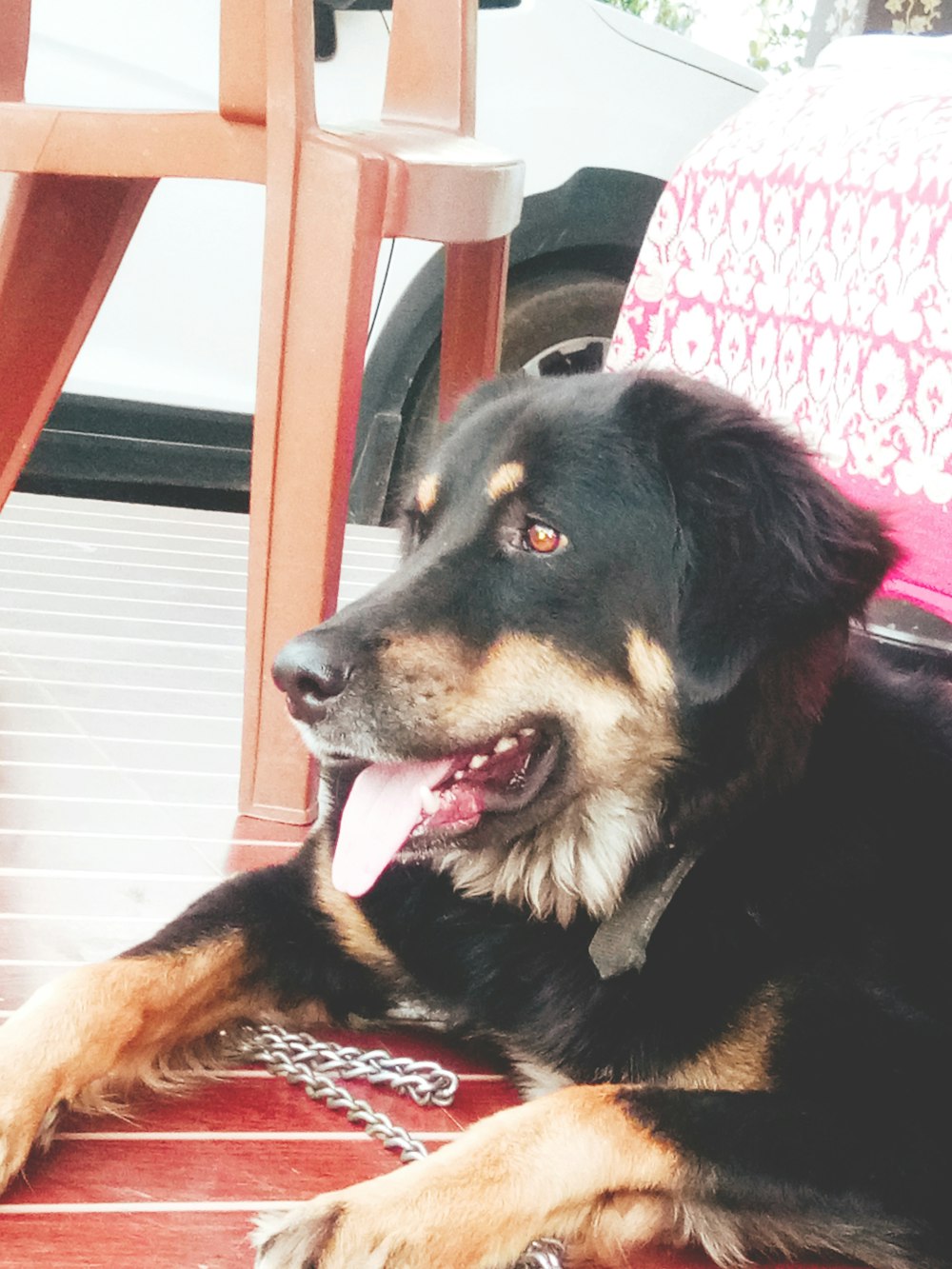 black and brown long coated dog