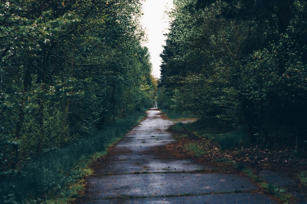 gray concrete pathway between green trees during daytime