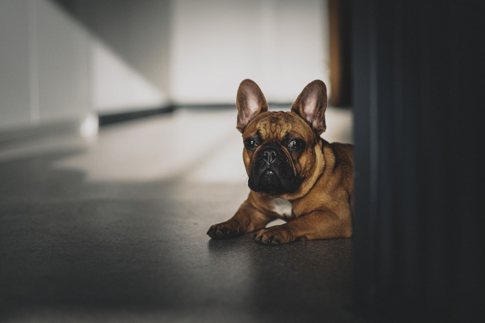 Cachorro de bulldog francés marrón en el suelo