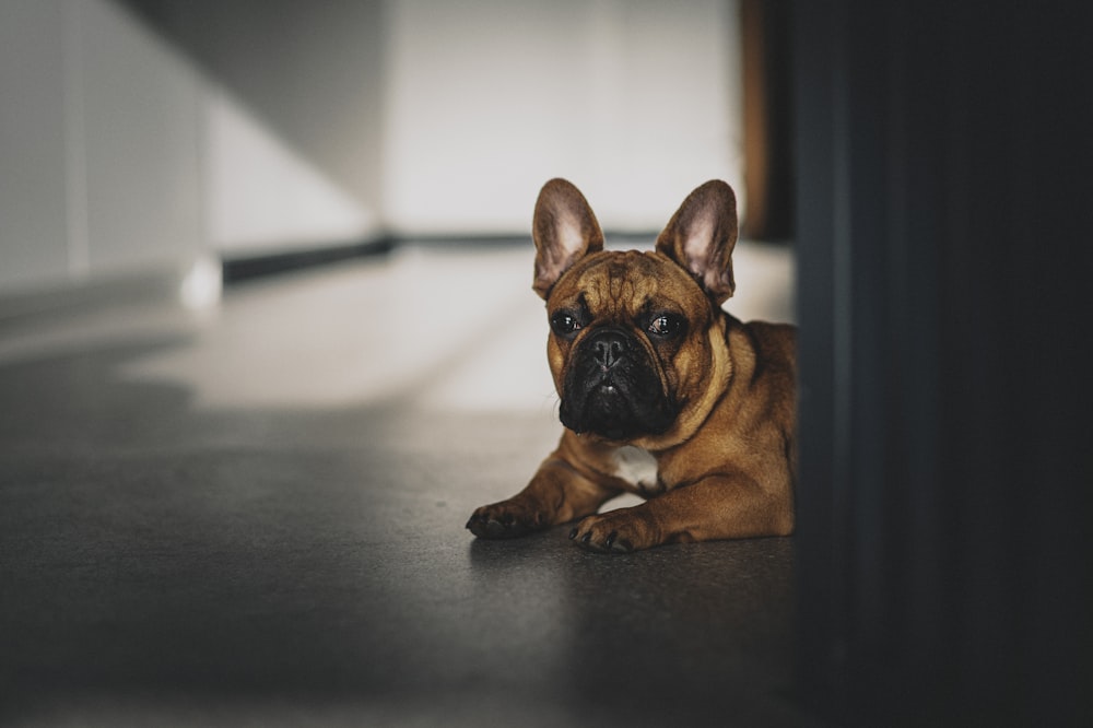 filhote de cachorro marrom do buldogue francês no chão