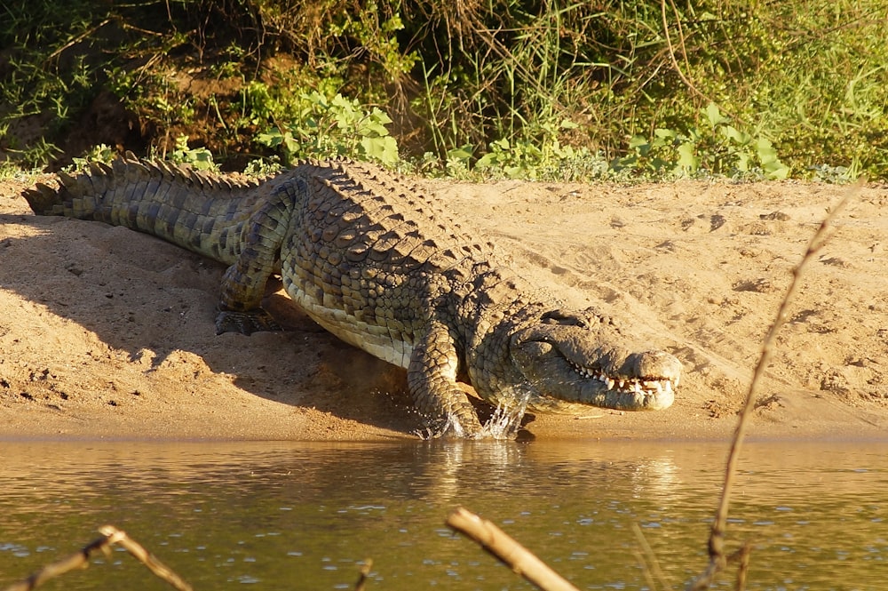 crocodile on body of water during daytime