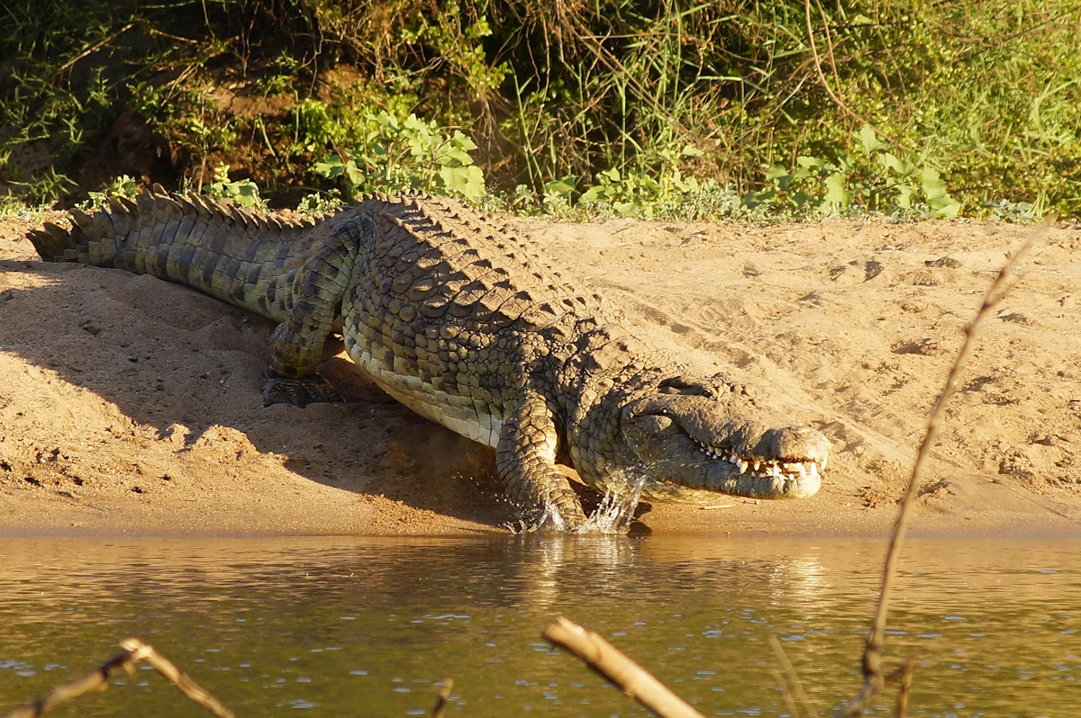 Crocodile