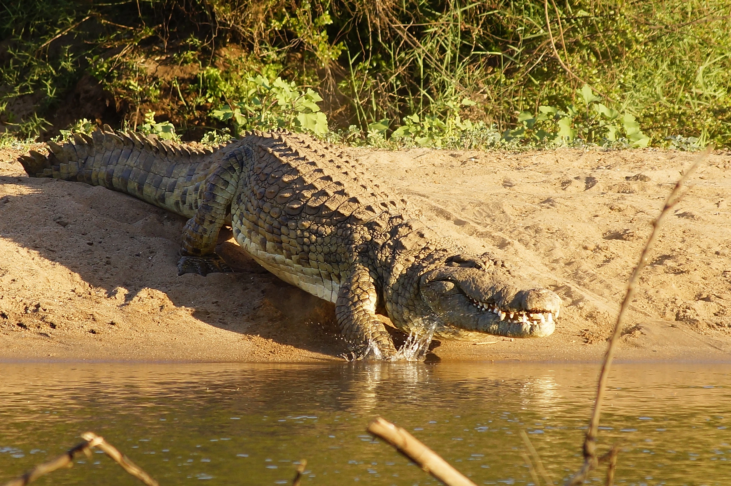 Crocodile