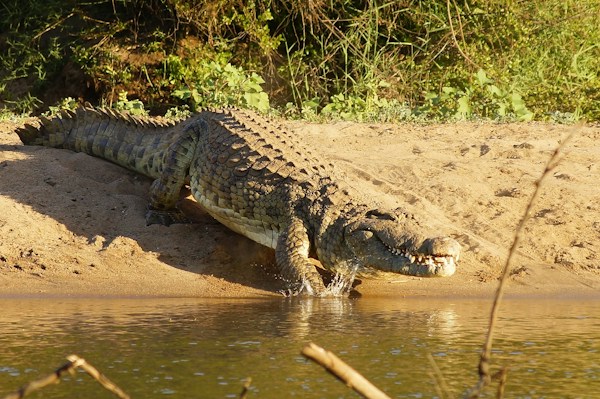 Nile Crocodile in Kruger National Park